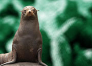 guadalupe-fur-seal-banner