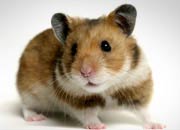 hamster-banner