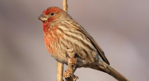 house-finch