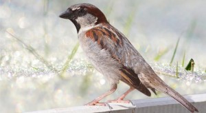 house-sparrow