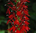 hum-flower-3