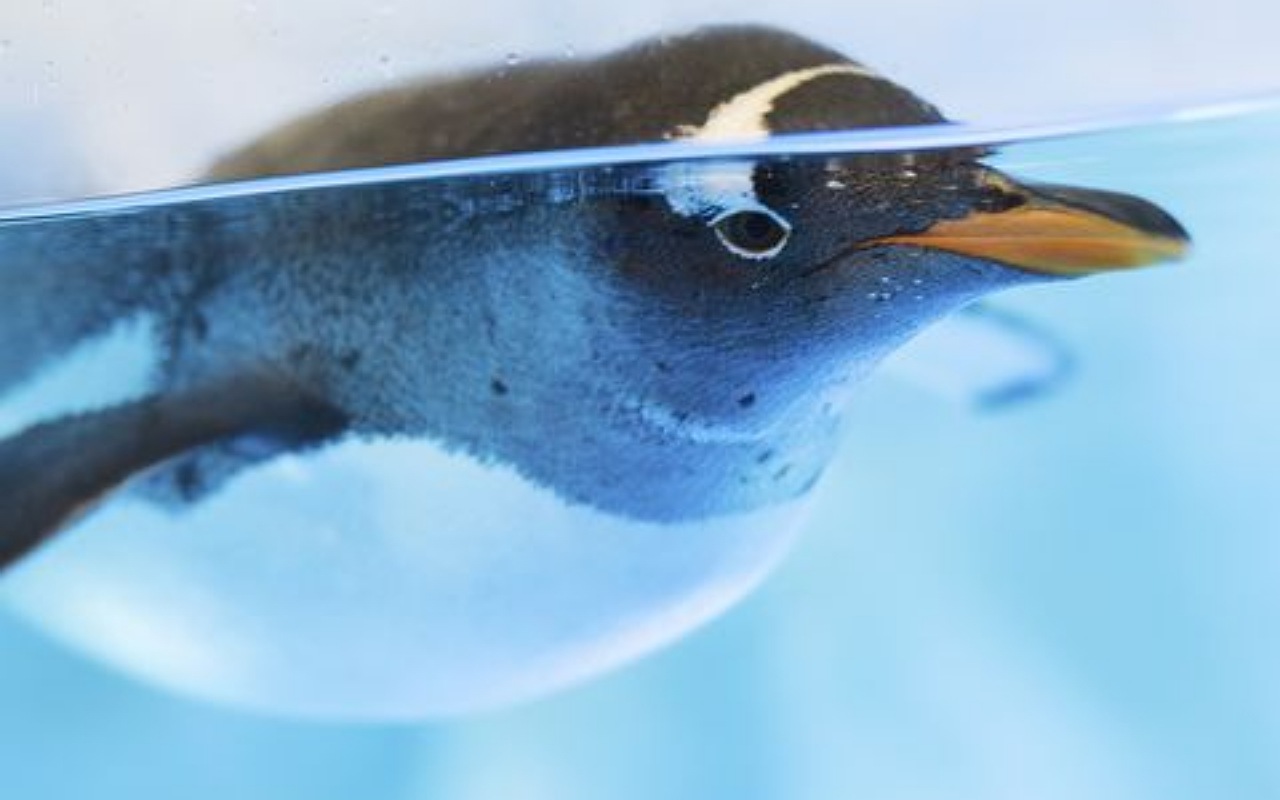 حقائق عن البطريق : لون البطريق الأبيض و الأسود يساعده في التمويه و التخفي