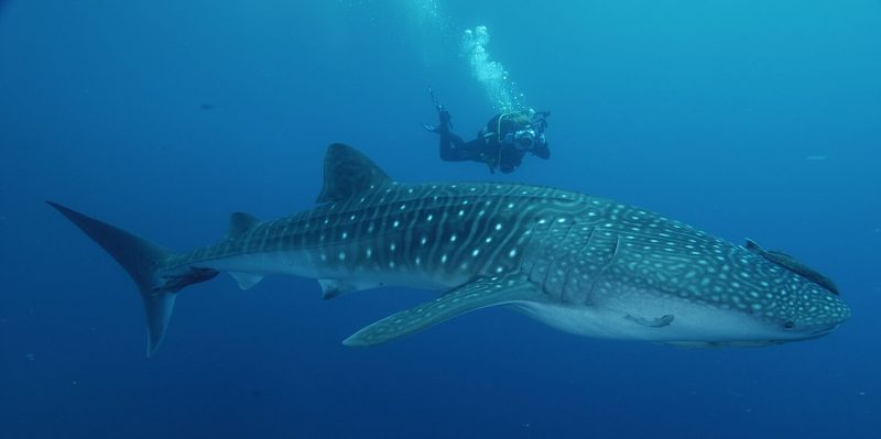 القرش الحوت (Whale Shark)