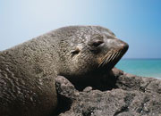 juan-fernandez-fur-Seal-banner