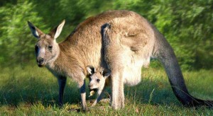 kangaroo-in-desert