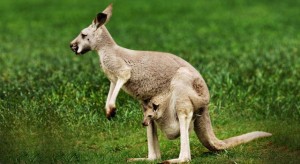kangaroo-in-grass-area