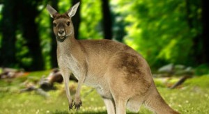 kangaroo-in-jungle