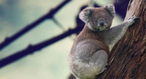 koala