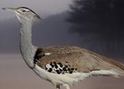 kori-bustard-banner