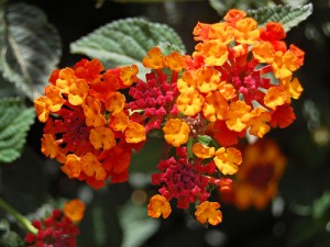  زهرة لانتانا Lantana