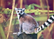 lemur-banner