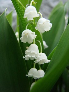 زنبق الوادي Lily of the Valley