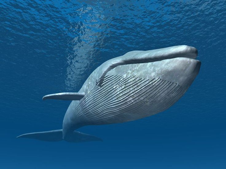 الحوت الأزرق ( Blue whale)