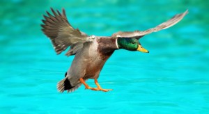 mallard-duck