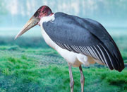 marabou-storks-banner