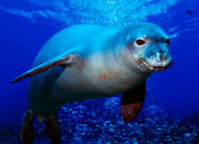 mediterranean-monk-seal-banner