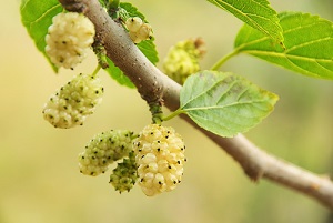 morus-alba-mulberries