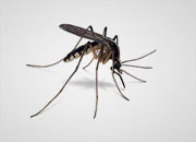 mosquito-banner