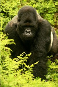 mountain-gorillas-of-africa