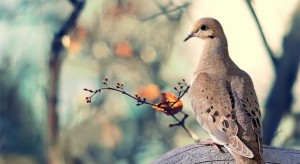 mourning-dove