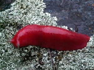 mt-kaputar-pink-slugs-1[2]