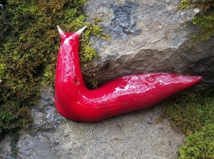 mt-kaputar-pink-slugs-2[6]