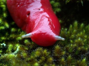 mt-kaputar-pink-slugs-5[6]
