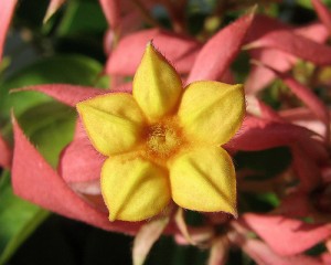 Mussaenda erythrophylla 