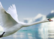 mute-swans-banner