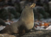 new-zealand-fur-seal-banner