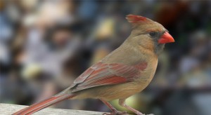 northern-cardinal