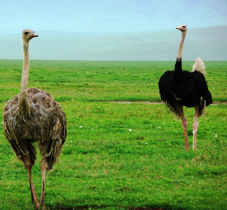 النعامة (Ostrich )