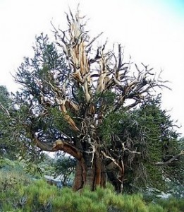 oldest-tree
