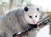 opossum-banner