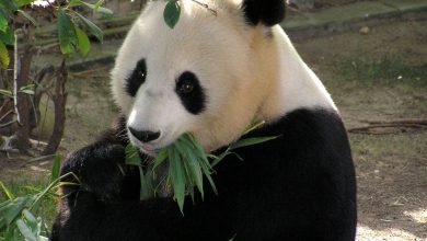 معلومات عن حيوان الباندا و كل ما تريد معرفته من حقائق