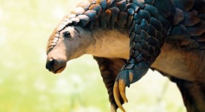 pangolin-jumping