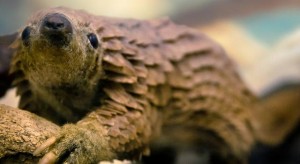 pangolin-resting-on-wood