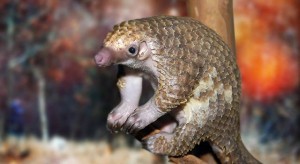 pangolin-sitting-on-wood