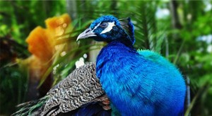 peacock-gazing