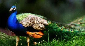 peacock-on-grass