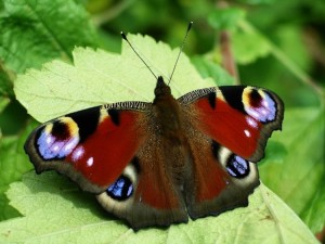 peacock