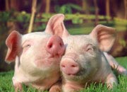 pigs-banner