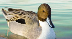 pintail-duck