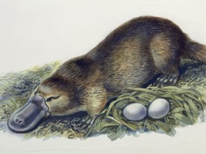 platypus