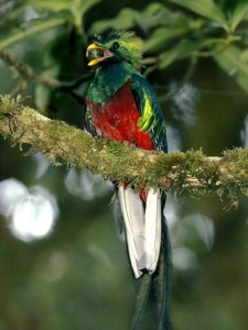 quetzal_675_600x450