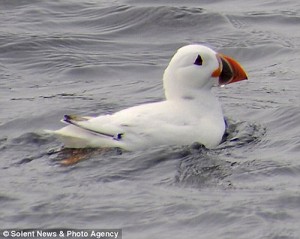 rare-white-puffin