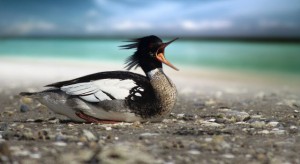 red-breasted-merganser