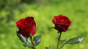 red_rose-dsc01772-hdtv