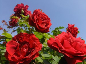 روز rose