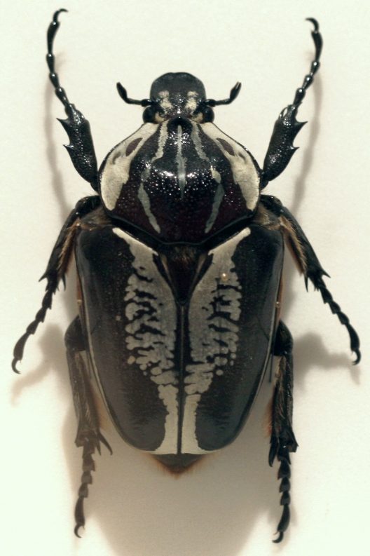 خنفساء جالوت (Goliath  Beetle )